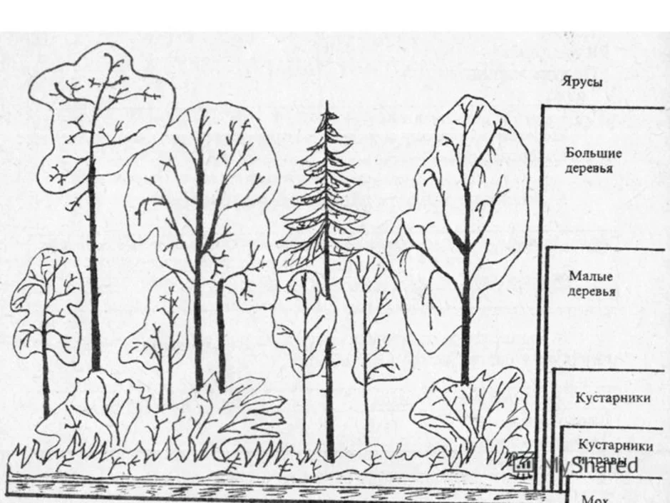 Растительные сообщества 7 класс тест с ответами. Смешанный лес ярусность растений. Ярусность в широколиственном лесу. Ярусы лиственного леса схема. Лесные этажи ярусы лиственного леса.