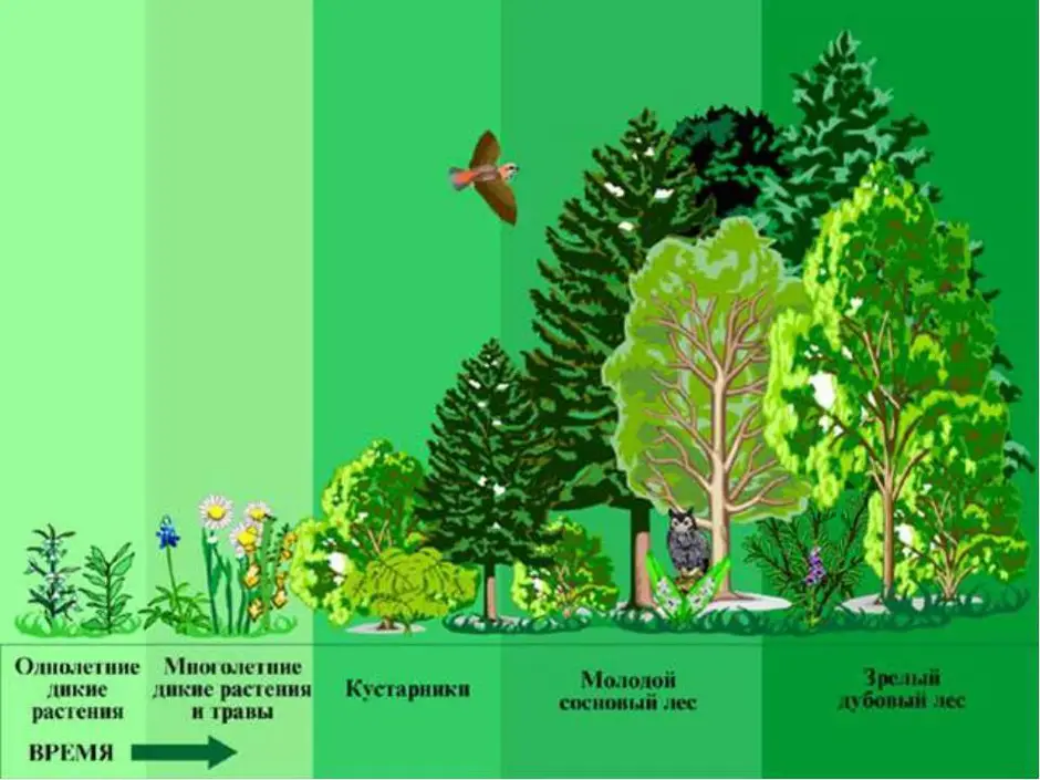 На рисунке изображены различные этапы смены растительного сообщества но художник перепутал