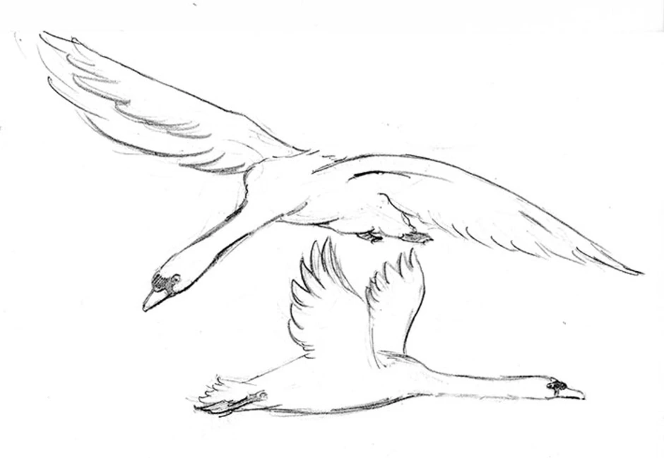 Как нарисовать журавля в небе. Лебедь рисунок карандашом для срисовки. Лебедь в полете рисунок. Птица в полете раскраска. Лебедь раскраска.