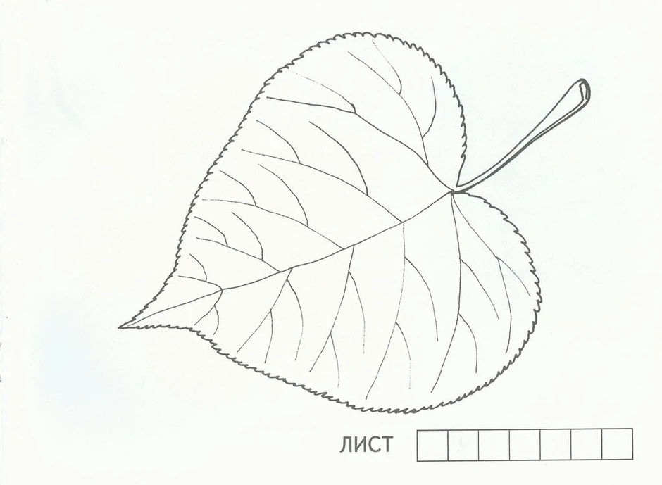 Как нарисовать листочки березы