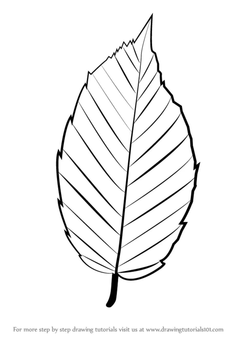 Картинка лист карандашом. Рисунки листьев. Листочки деревьев. Листья карандашом. Рисование листьями деревьев.