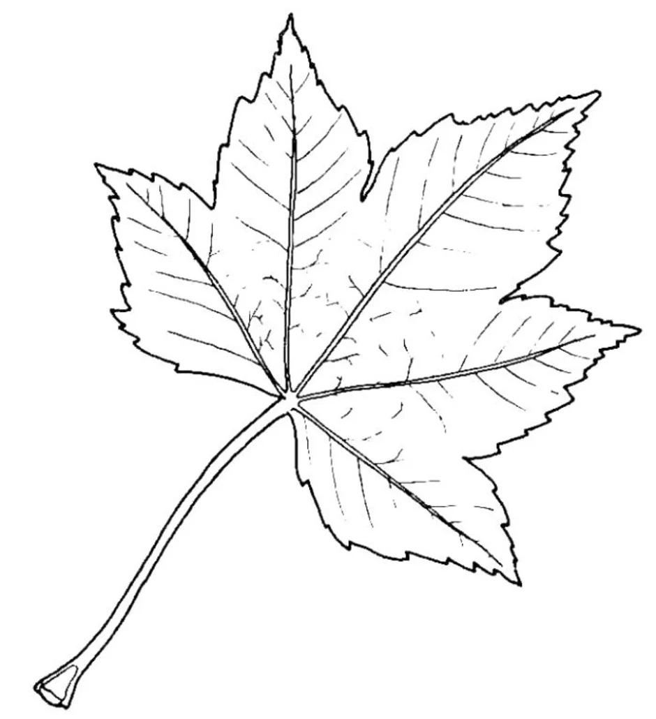 Картинка лист карандашом. Листья рисунок. Рисование листьев. Листики деревьев. Листик рисунок.