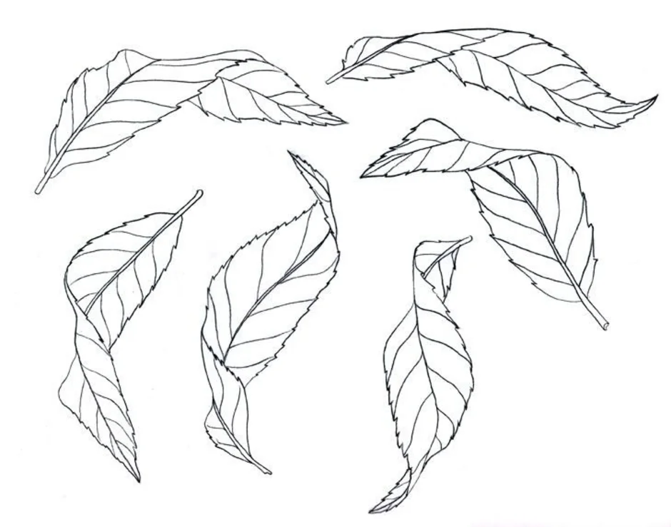 How to outline. Листья рисунок. Листья для срисовки. Листья эскиз. Листочек рисунок.