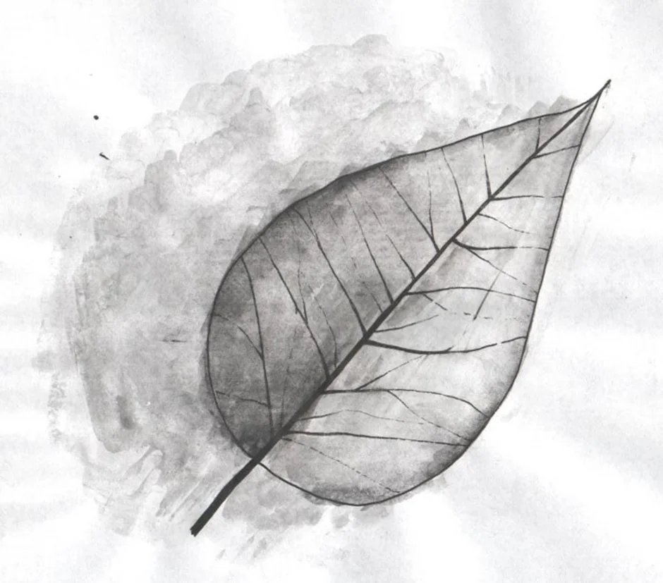 Картинка лист карандашом. Зарисовки листьев. Наброски листьев. Листья карандашом. Рисунок листьев карандашом.