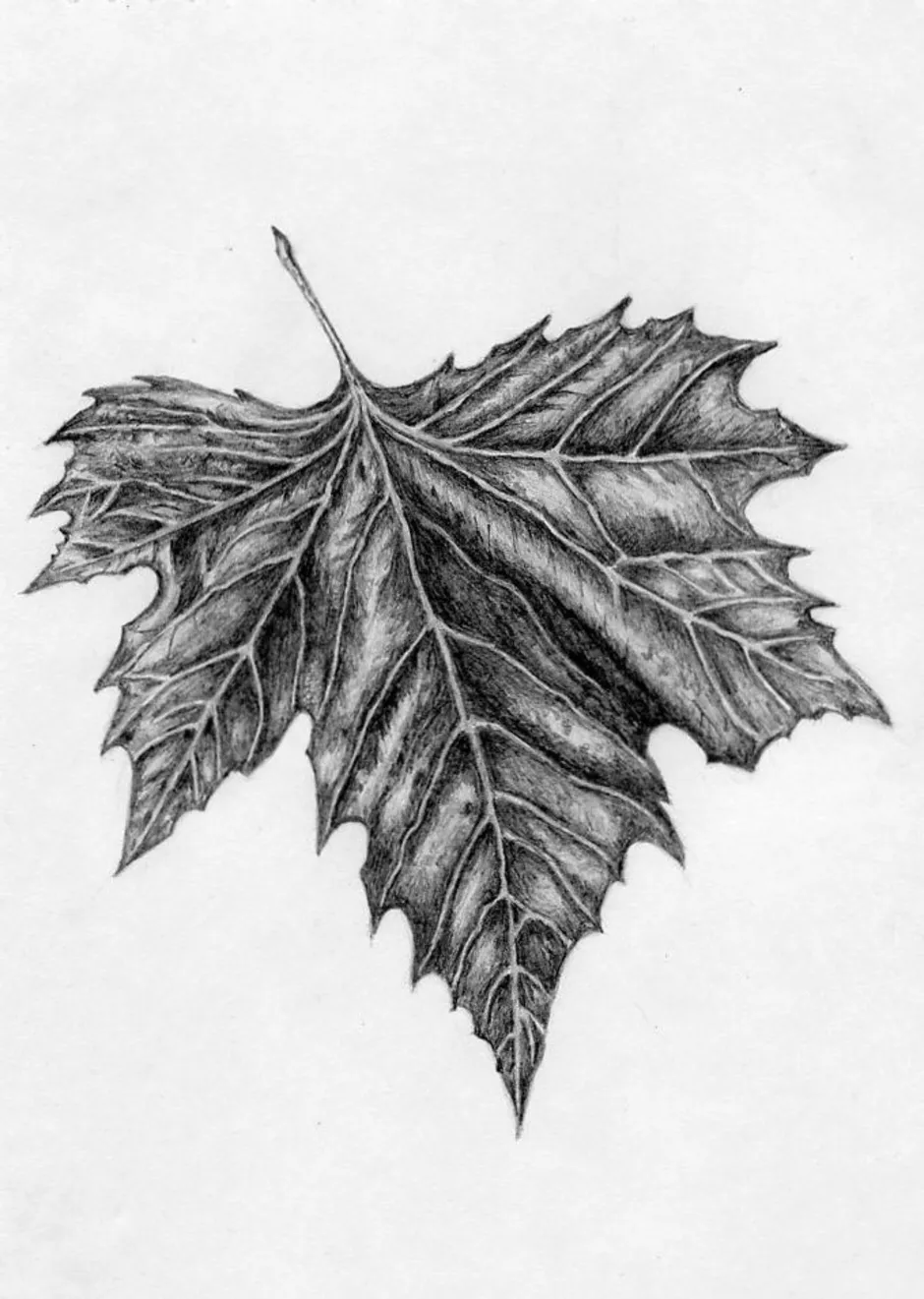 Картинка лист карандашом. Листья карандашом. Рисунки листьев. Кленовый лист карандашом. Листок карандашом.