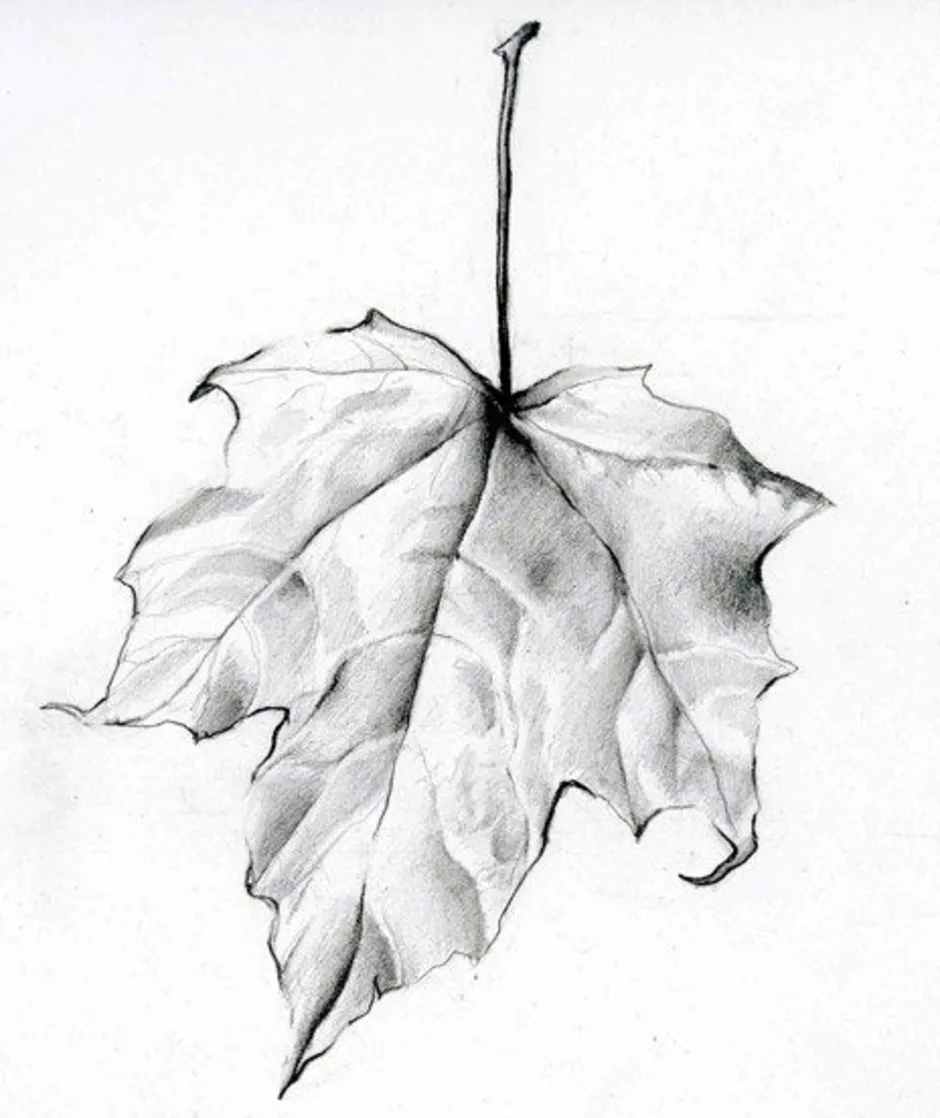 Картинка лист карандашом. Листья карандашом. Зарисовки листьев деревьев. Листья скетч. Листья в графике карандашом.