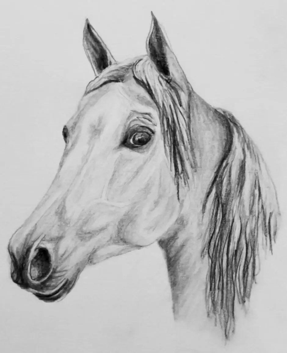 Лошадь картинки рисунки. Лошадь карандашом. Лошадь рисунок карандашом. Картинки лошадей карандашом. Красивые рисунки лошадей.