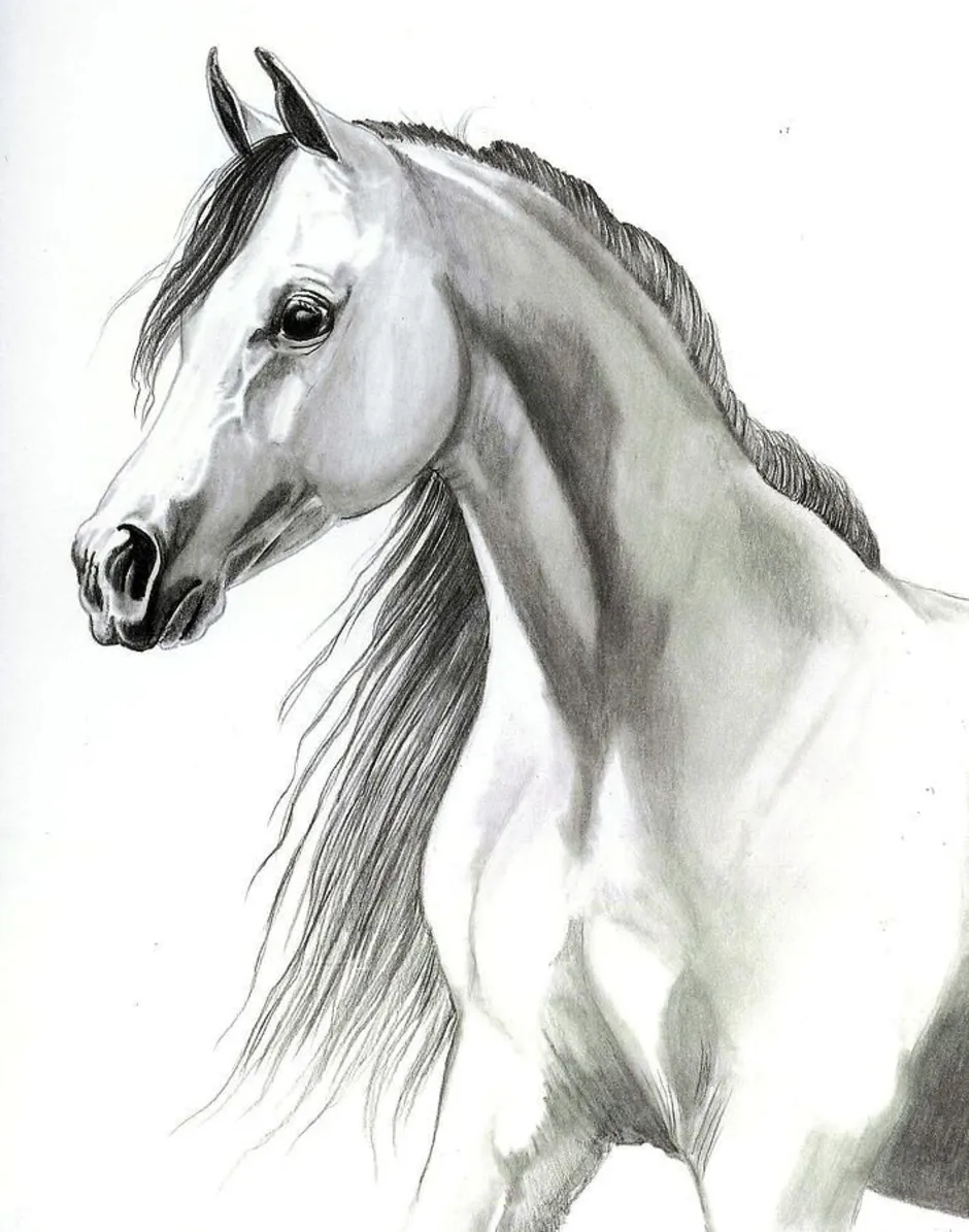 Лошадь картинки рисунки. Лошадь карандашом. Лошадь рисунок карандашом. Красивые рисунки лошадей. Лошадь карандашом для срисовки.