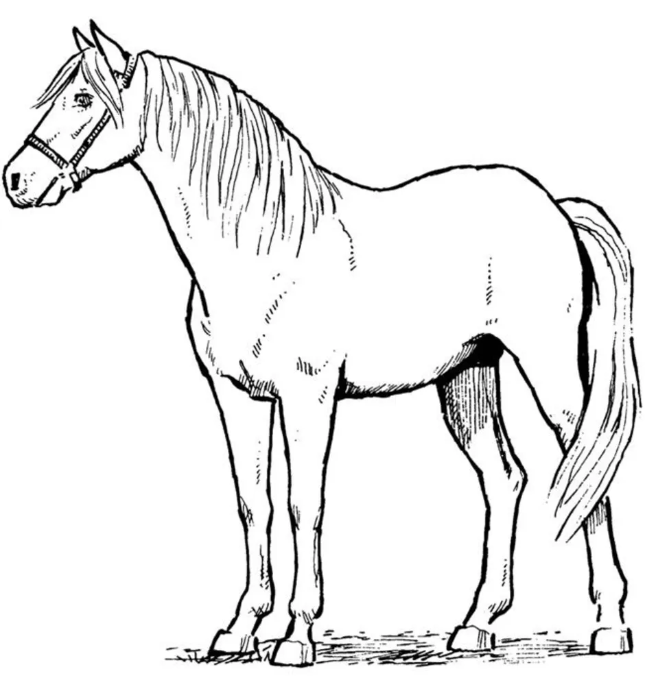 Лошадь картинки рисунки. Лошадь рисунок. Losad risunok. Нарисовать лошадь. Лошадь рисунок карандашом.