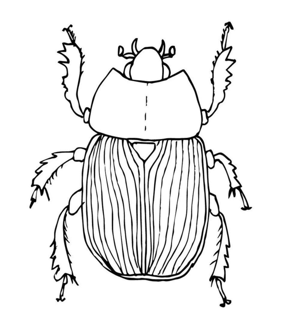 Майский жук рисунок карандашом