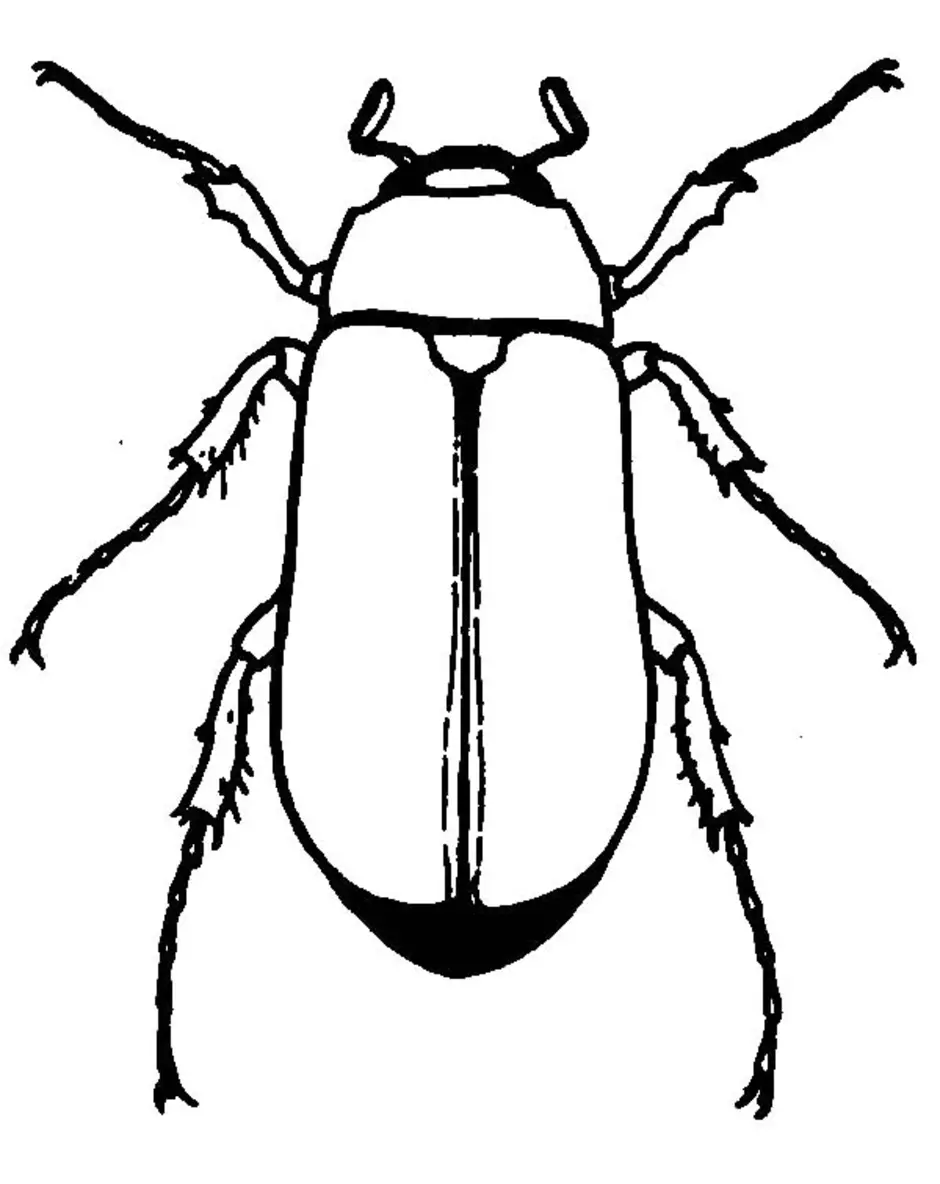 Нарисовать майского жука карандашом