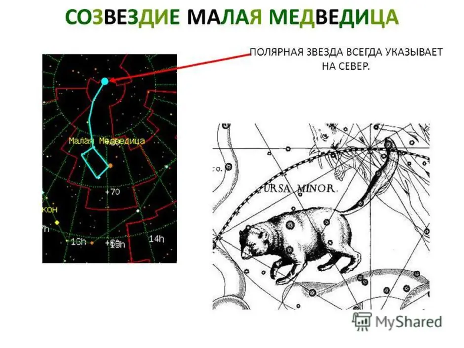 Сказка малая медведица и полярная. Большая Медведица и малая Медведица. Малая Медведица Созвездие. Малая Медведица и Полярная звезда. Малая Медведица и Полярная звезда рисунок.