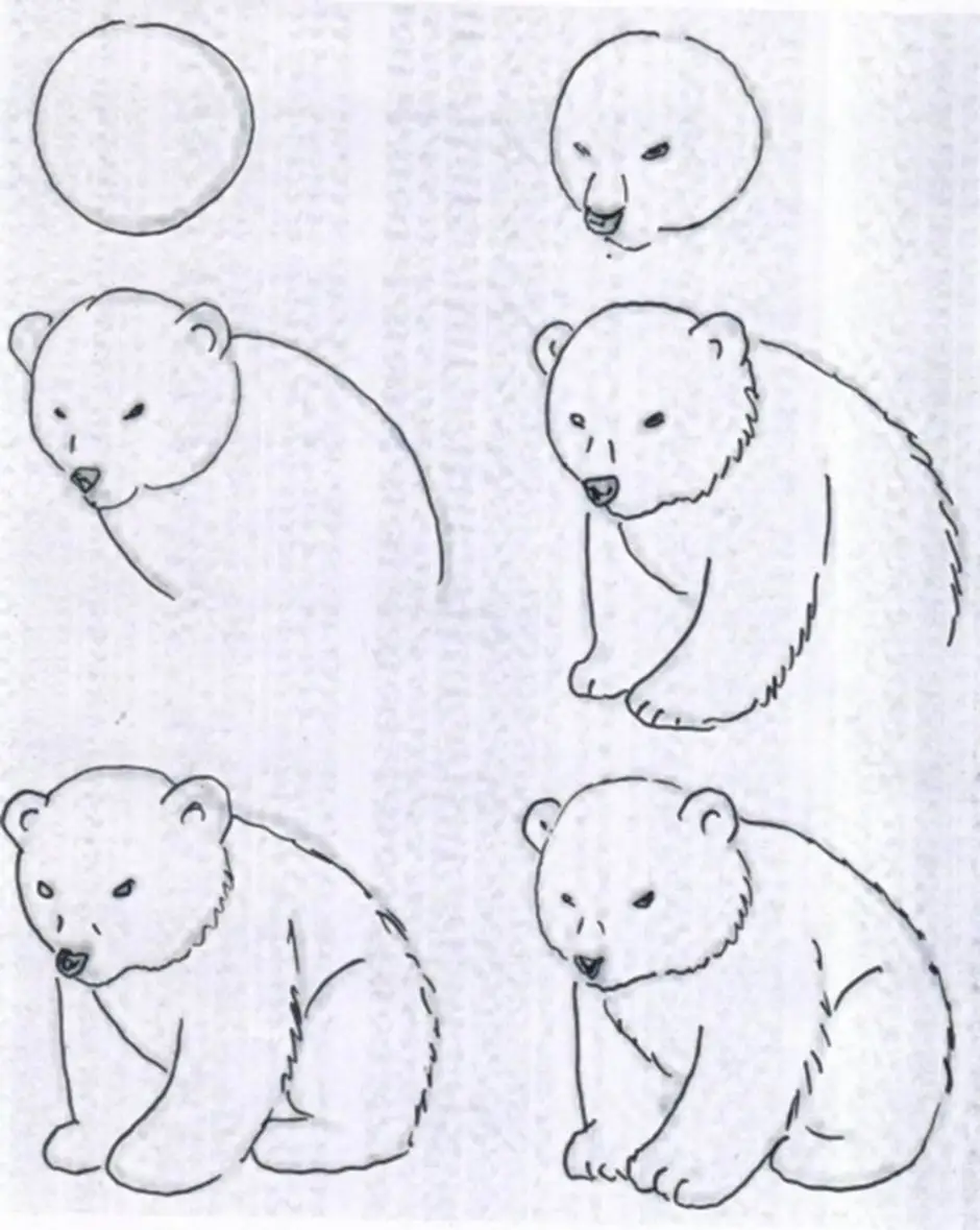 Схема рисования мишки для дошкольников