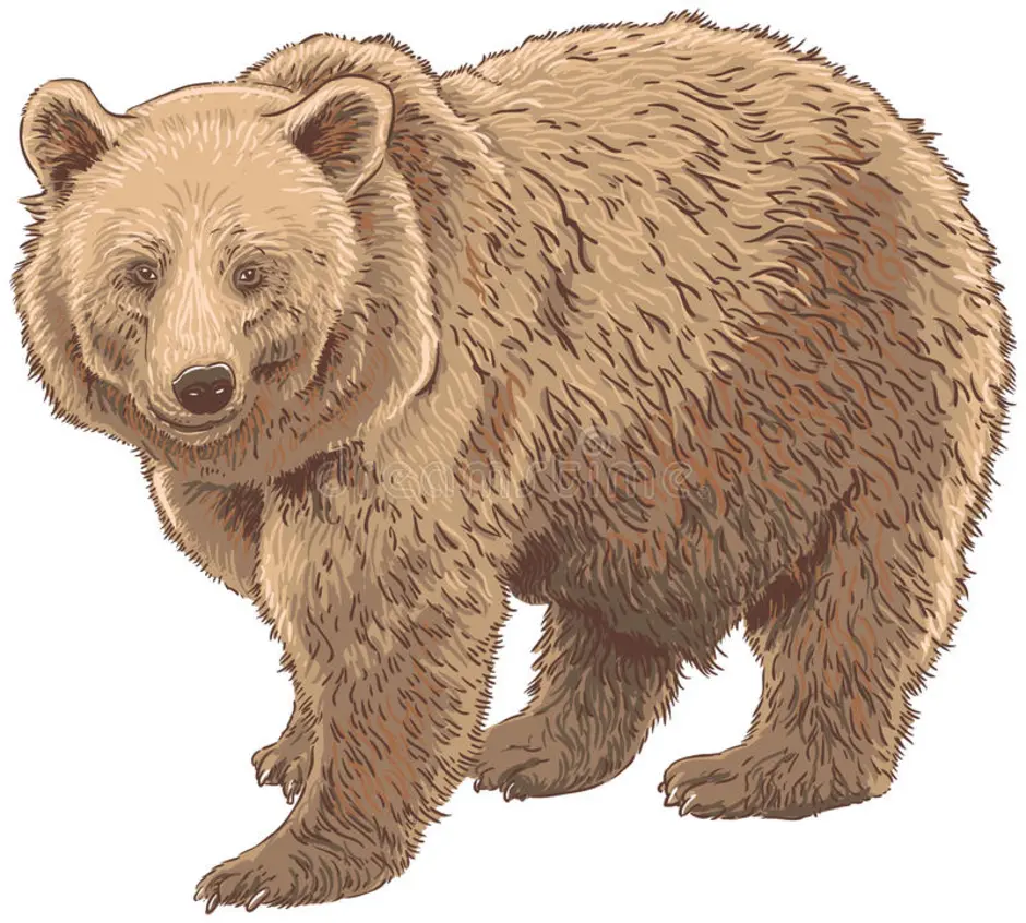 Медведь нарисованный на прозрачном фоне