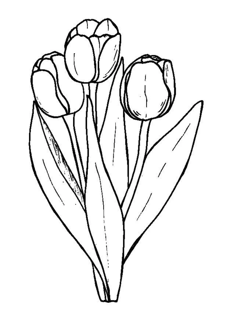 Букет тюльпанов рисунок карандашом