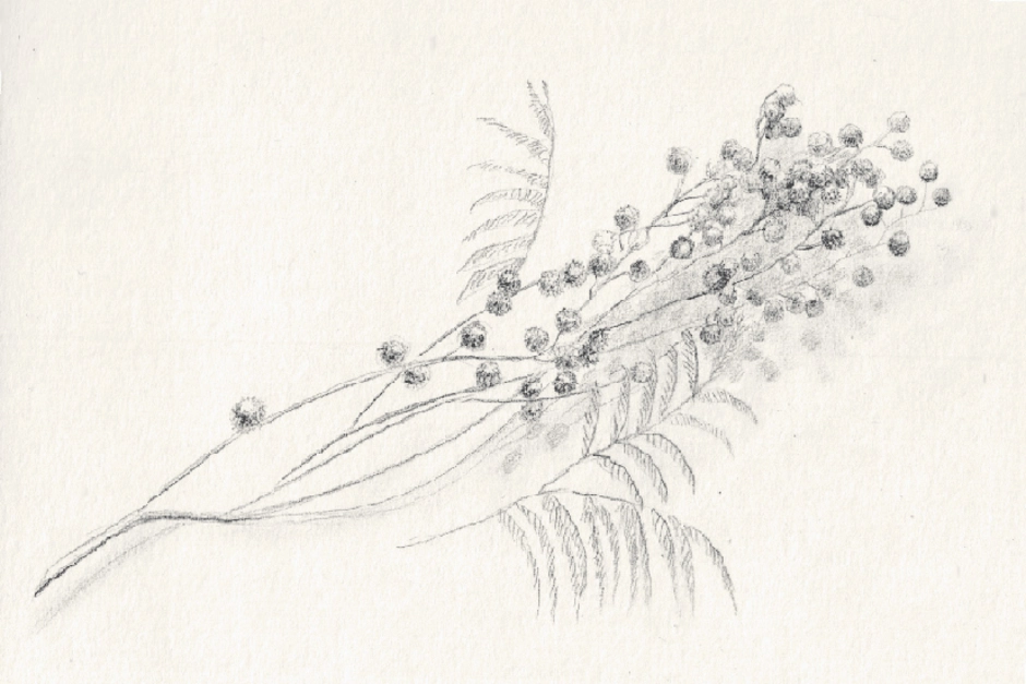 Мимоза цветок нарисовать. Мимоза рисунок карандашом. Мимоза цветок карандашом. Ветка мимозы карандашом. Ветка карандашом.