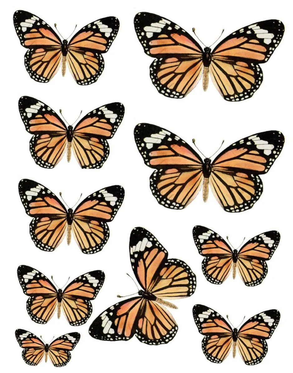 Шаблон бабочек для печати. Бабочки. Бабочки трафарет цветные. Бабочки для вырезки цветные. Бабочки для вырезания цветные маленькие.