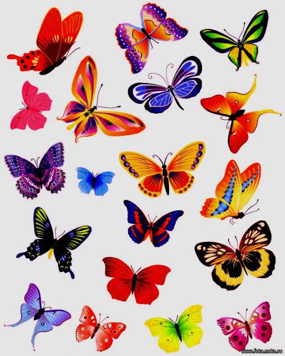 картинки бабочки много на листе
