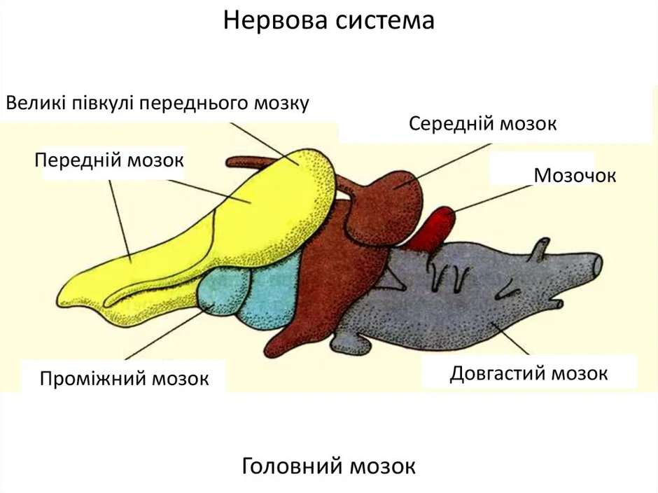 Строение мозга лягушки. Головной мозг земноводных. Головной мозг рыб и земноводных. Строение головного мозга рыбы. Отделы головного мозга земноводных.