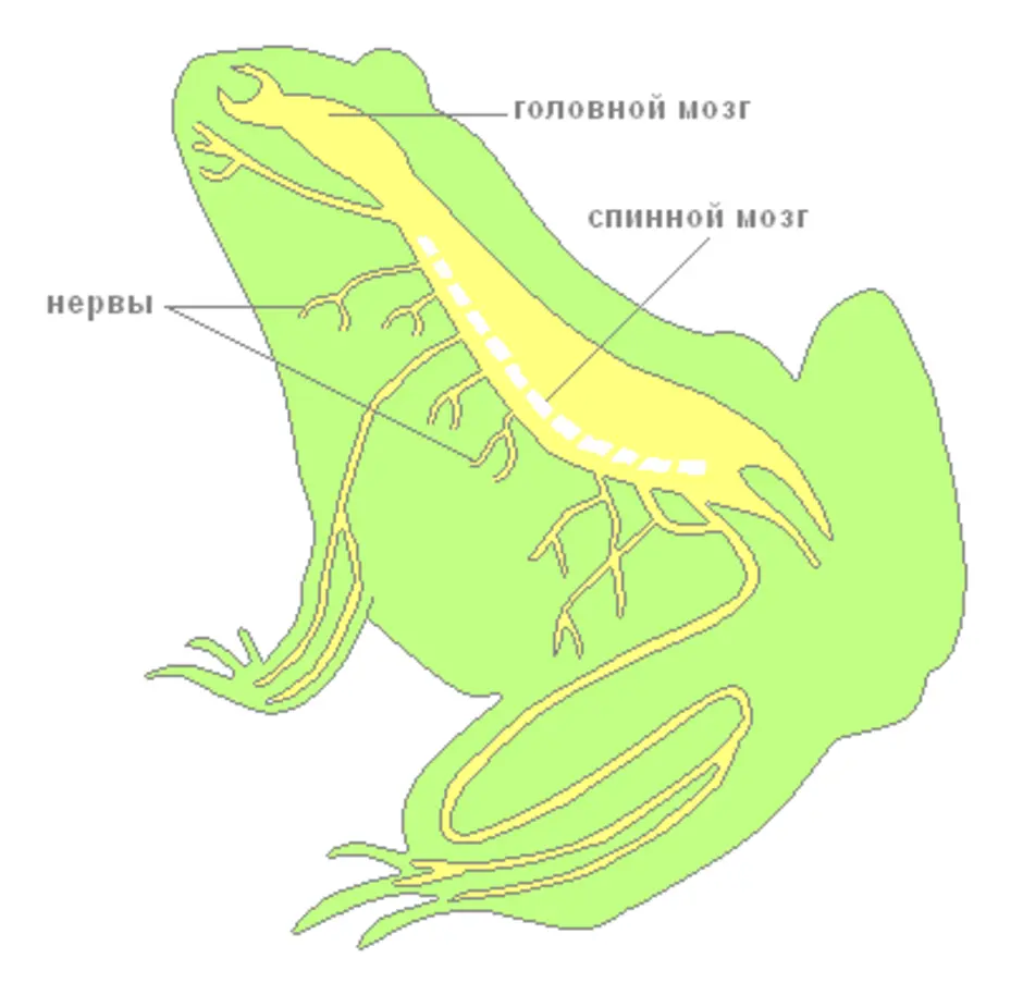 Полость земноводных. Трубчатая нервная система лягушки. Нервная система лягушки рис 132. Внутреннее строение лягушки нервная система. Строение нервной системы земноводных.