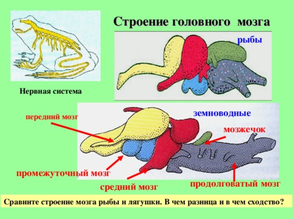Мозг амфибий и рептилий. Нервная система головного мозга у земноводных. Отделы головного мозга лягушки. Нервная система и головной мозг лягушки. Схема строения головного мозга земноводных.