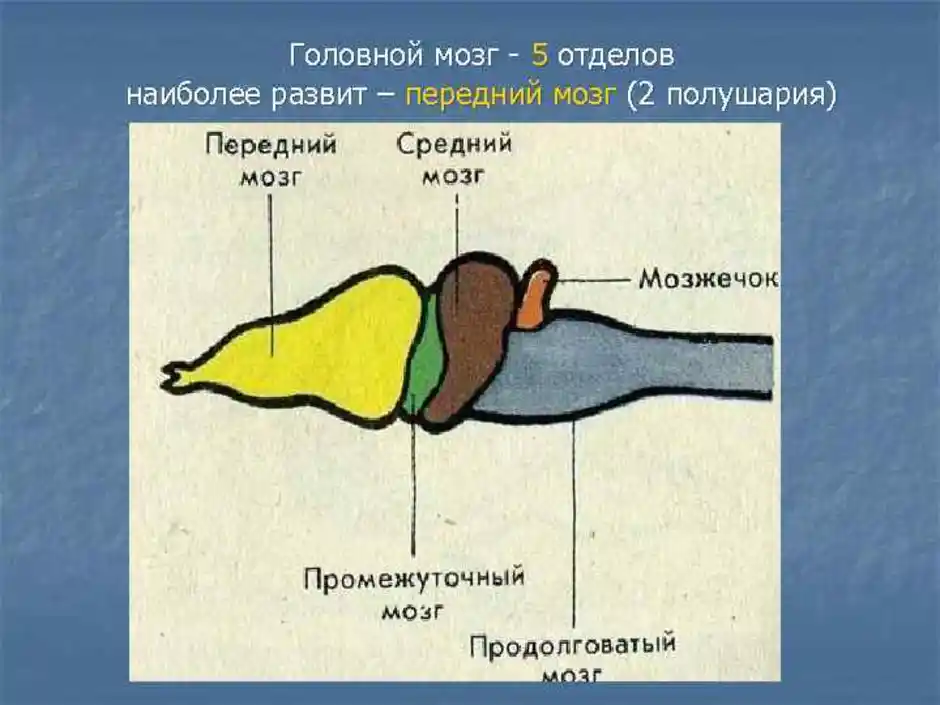 Изображение головного мозга земноводных