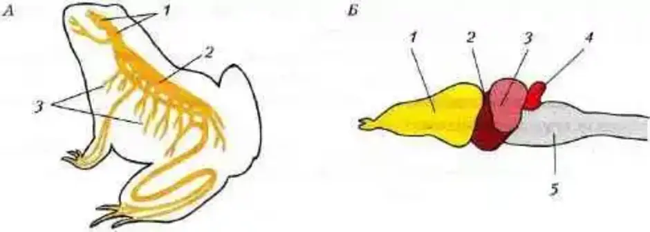 Мозг земноводных рисунок. Нервная система Озерной лягушки. Схема строения нервной системы лягушки. Нервная система и головной мозг лягушки. Нервная система лягушки рис 132.