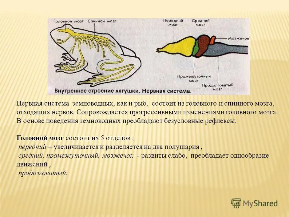 Изображение головного мозга земноводных