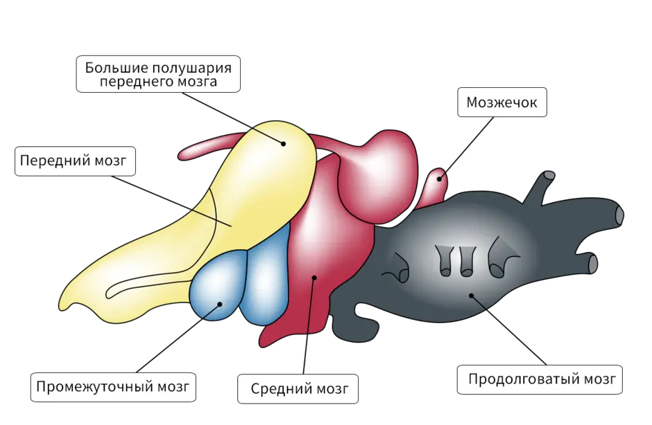 Мозг амфибии рисунок