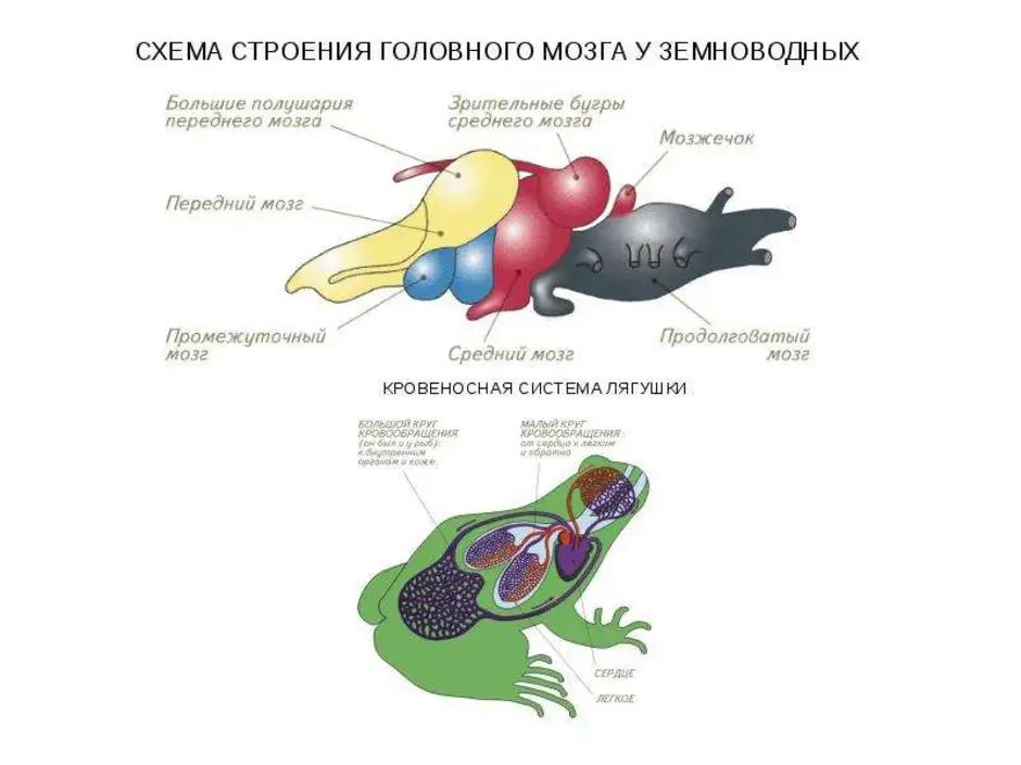 Строение мозга лягушки. Отделы головного мозга земноводных. Схема строения головного мозга земноводных. Отделы головного мозга амфибии схема. Нервная система лягушки схема головного мозга.