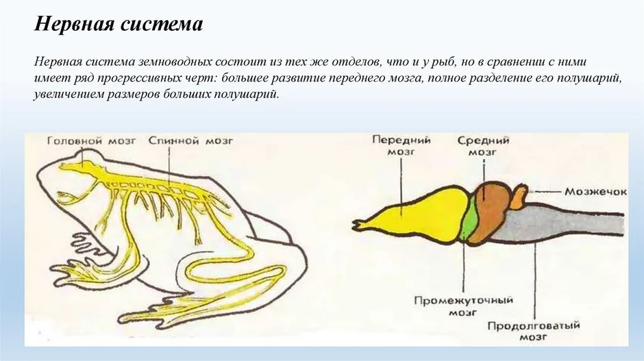 Мозг амфибий и рептилий. Строение головного мозга амфибии. Нервная система земноводных. Мозг земноводных. Головной мозг амфибий.