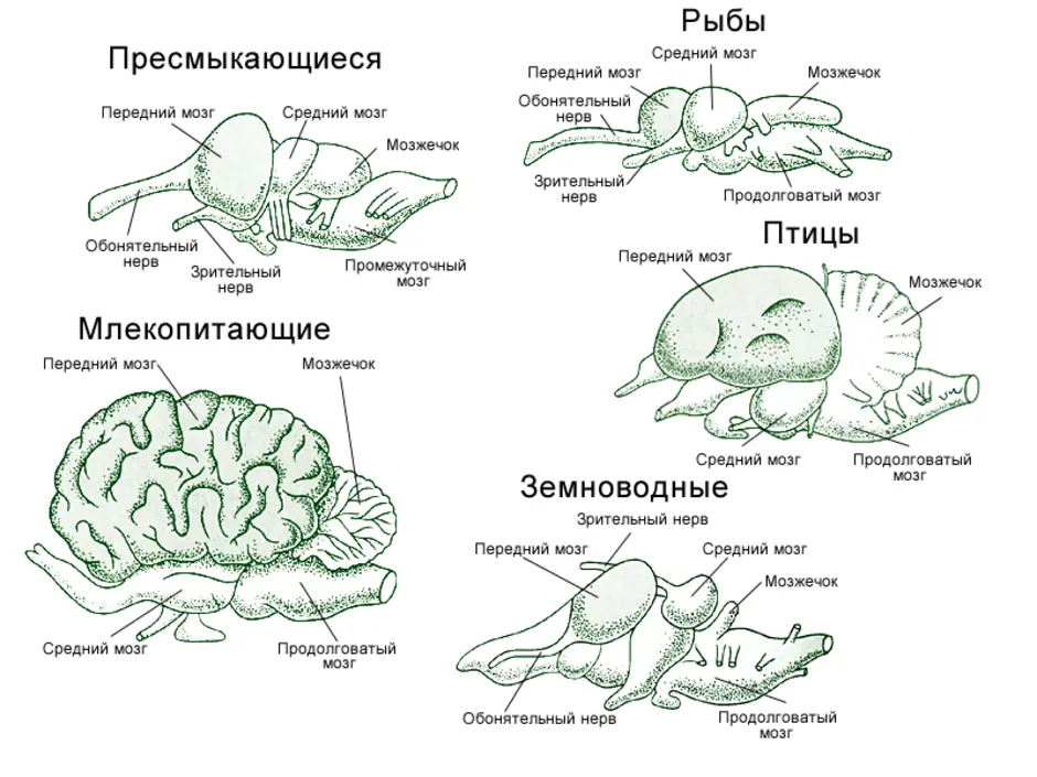 Функция головного мозга животных. Сравнение мозга рыб земноводных рептилий птиц и млекопитающих. Схема эволюции нервной системы у животных таблица. Строение головного мозга пресмыкающиеся. Нервная система позвоночных животных.