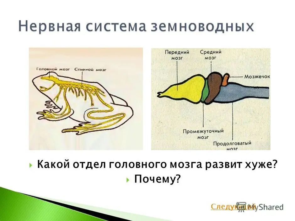 Функция головного мозга лягушки. Земноводные строение нервной системы. Нервная система земноводных схема. Нервная система рыб и земноводных. Нервная система амфибий схема.