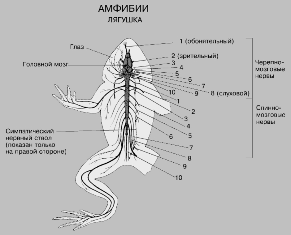Функция головного мозга лягушки. Нервная система лягушки схема головного мозга. Нервная система лягушки рис 132. Схема строения нервной системы лягушки. Нервная система амфибий схема.