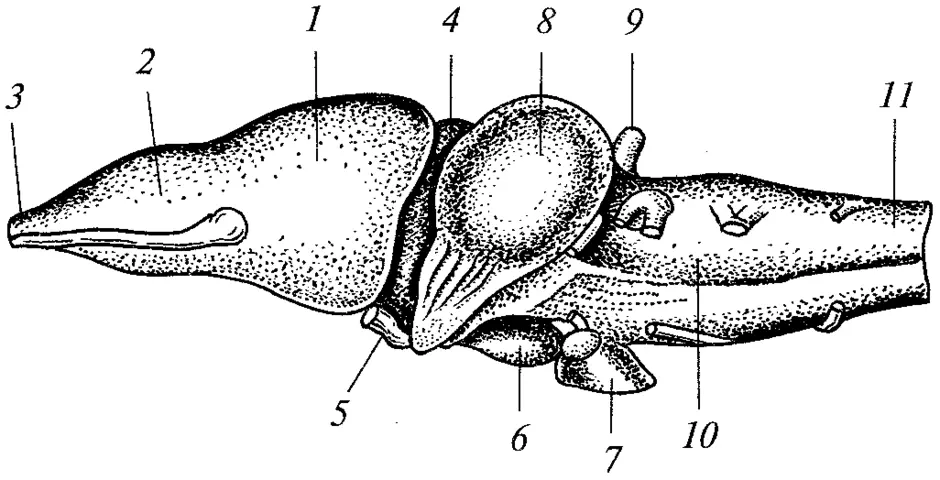 Мозг амфибии рисунок