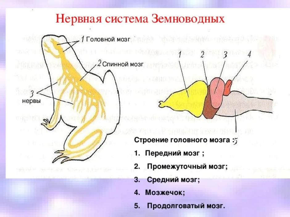 Строение мозга лягушки. Строение нервной системы лягушки 7 класс. Нервная система лягушки 7 класс биология. Эндокринная система земноводных. Нервная система земноводных трубчатая.