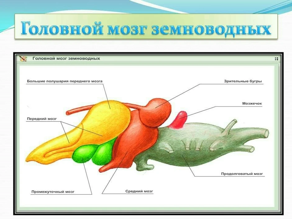 Изображение головного мозга земноводных