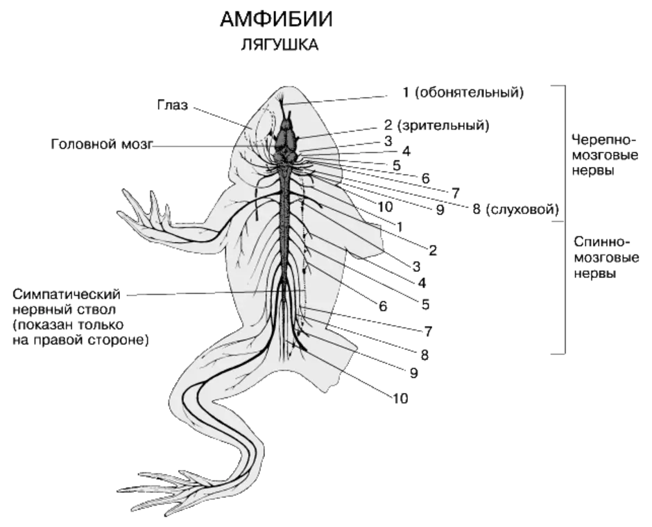 Нервная система и мозг лягушки. Нервная система лягушки рис 132. Нервная система лягушки схема головного мозга. Схема строения нервной системы земноводных.