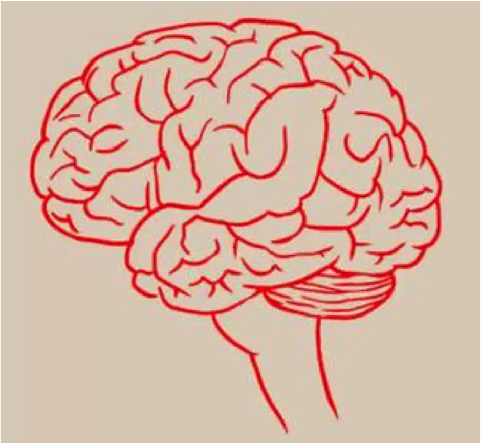 Мозг карандашом. Мозг человека рисунок. Мозг нарисованный. Мозг эскиз. Рисунок мозга легко