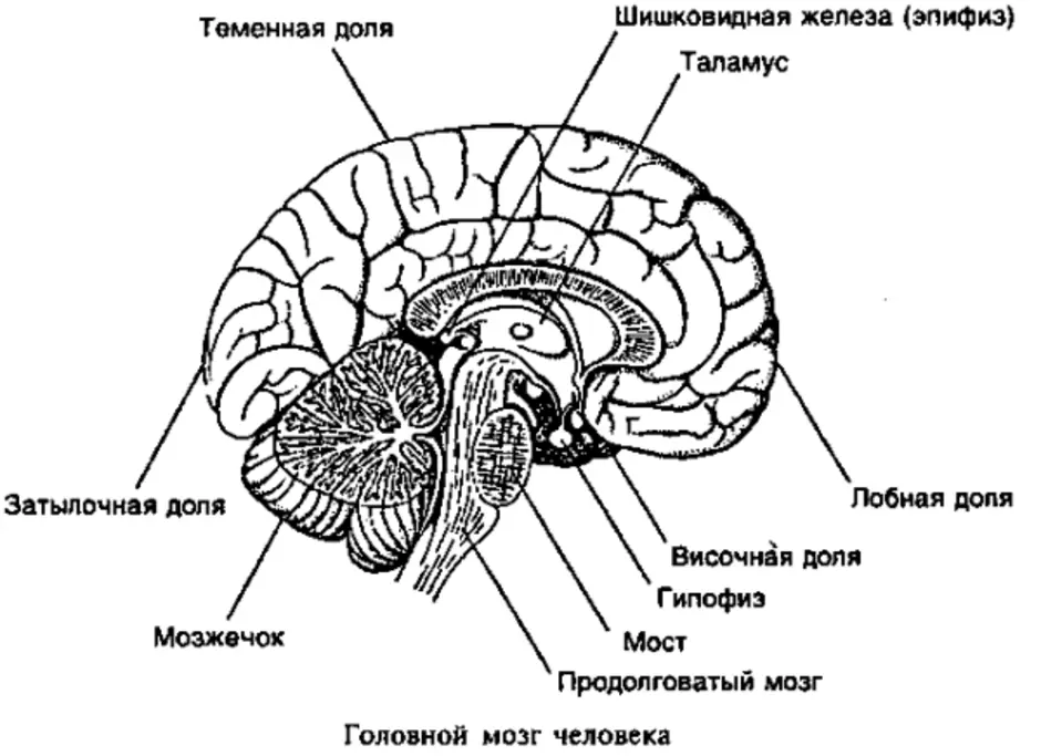 Мозг биология огэ. Головной мозг строение анатомия. Схема строения головного мозга. Рисунок отделы головного мозга ЕГЭ биология. Отделы головного мозга схема рисунок.
