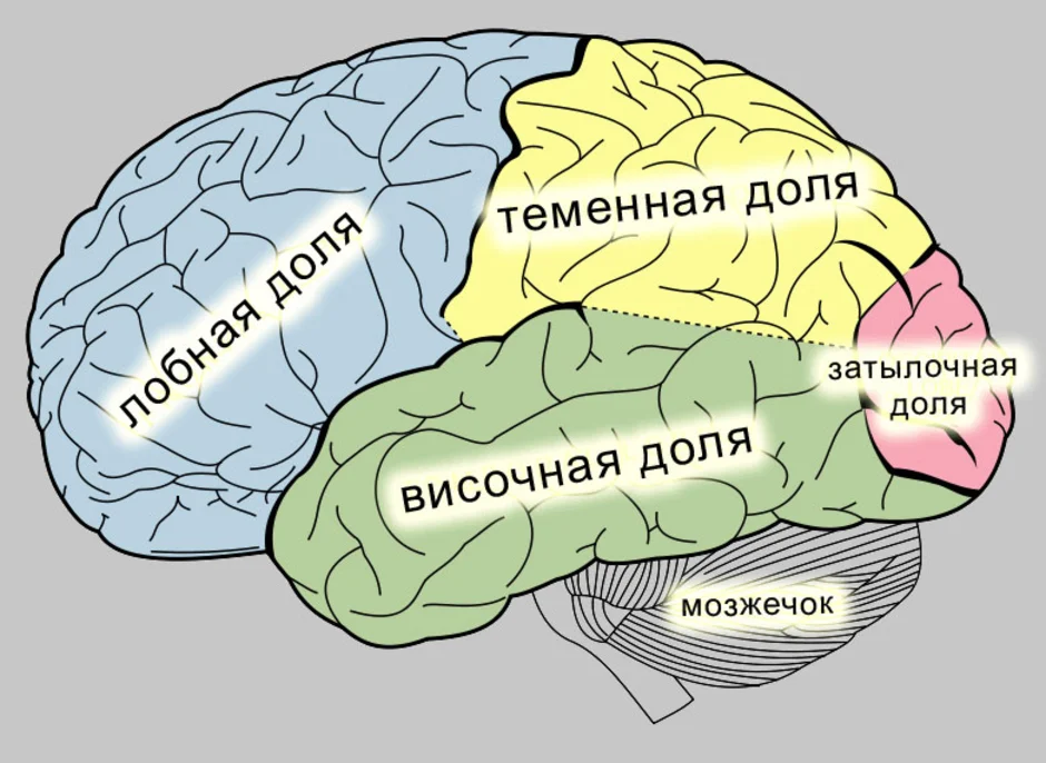 Схема части мозга