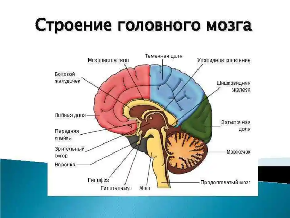 Центральная структура головного мозга. Строение человеческого мозга схема. Схема строения головного мозга человека 8 класс. Опишите структуру головного мозга. Строение головного мозга спереди.