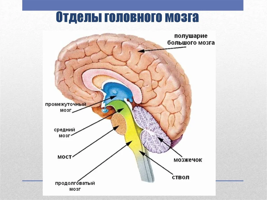 Строение головного мозга рисунок с обозначениями и функциями