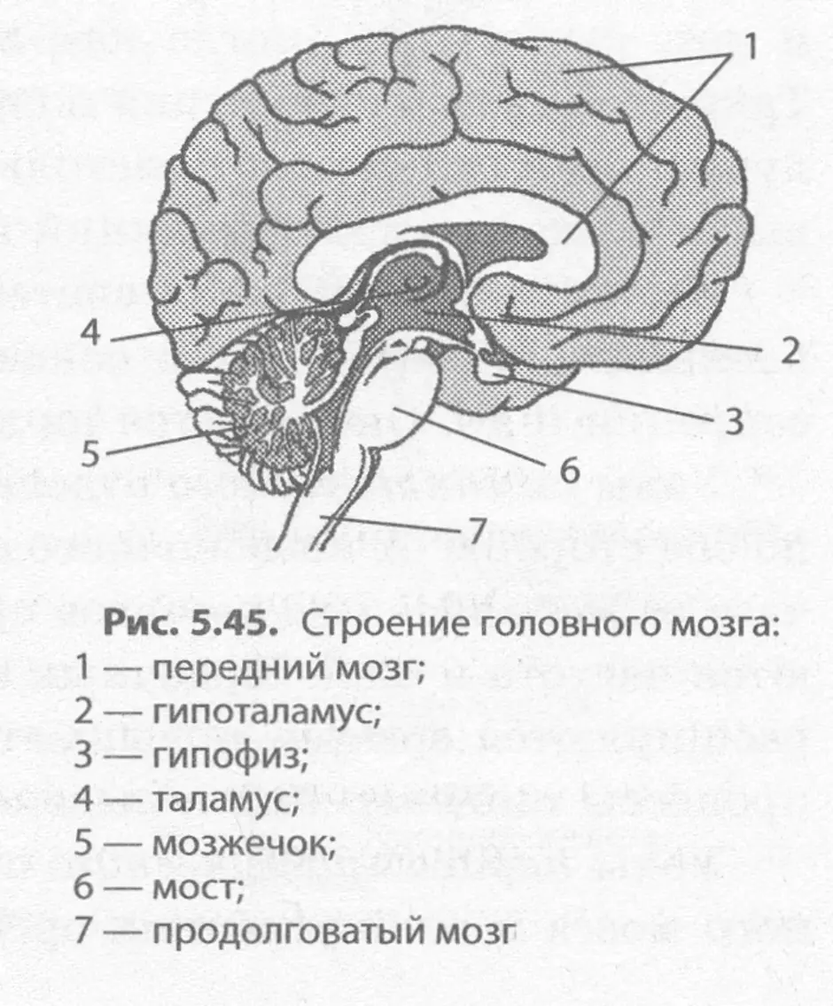 Головной мозг 7 класс. Головной мозг строение анатомия. Схема строения головного мозга человека. Основные отделы головного мозга схема. Структура отделов головного мозга схема.