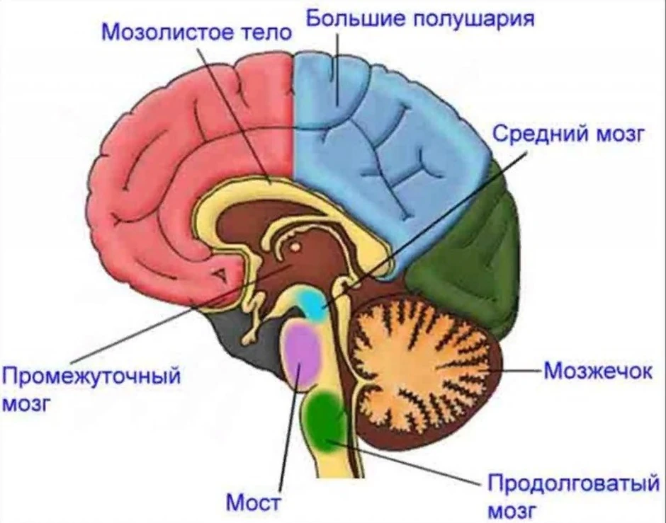 Строение головного мозга рисунок с обозначениями и функциями