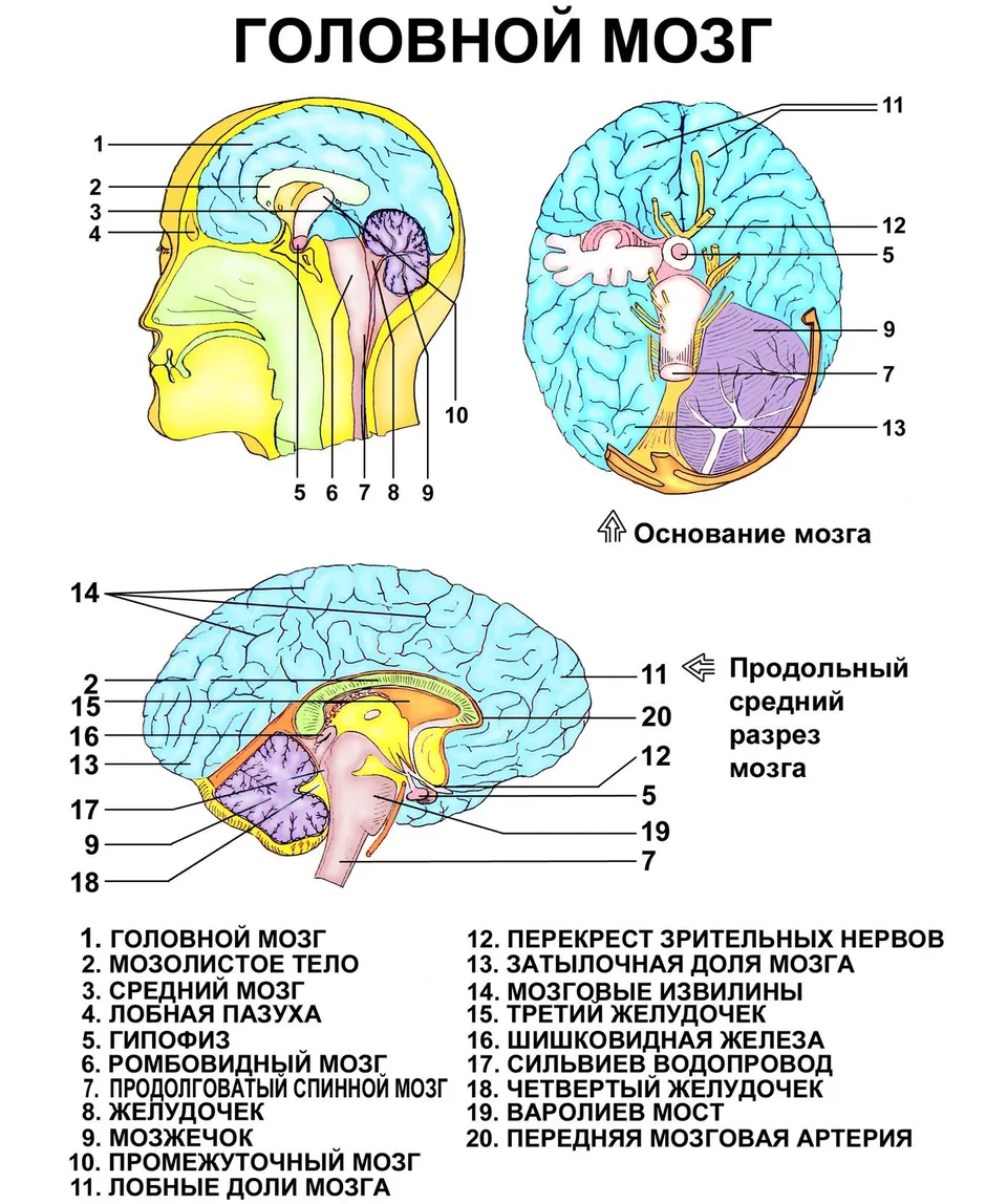 Строение головного мозга картинка