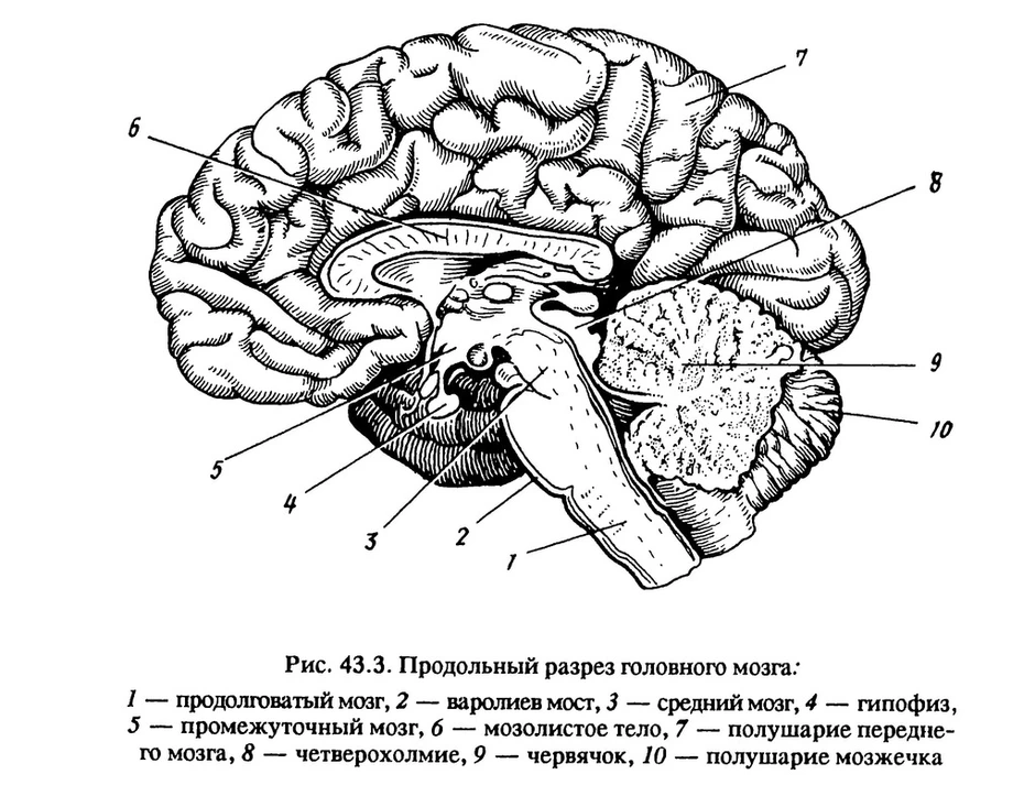 Рисунок строение мозга человека