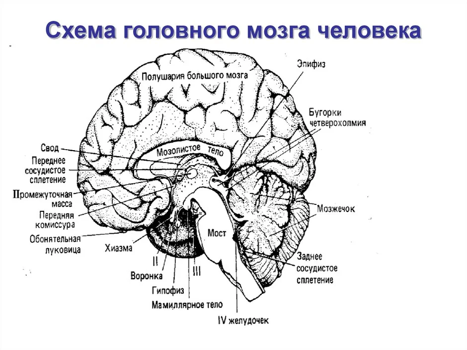 Мозг человека строение рисунок с надписями