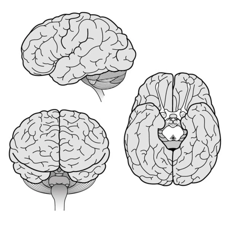 Ковид и мозг. Мозг референс. Мозг рисунок. Мозг нарисованный. Головной мозг вид сверху.