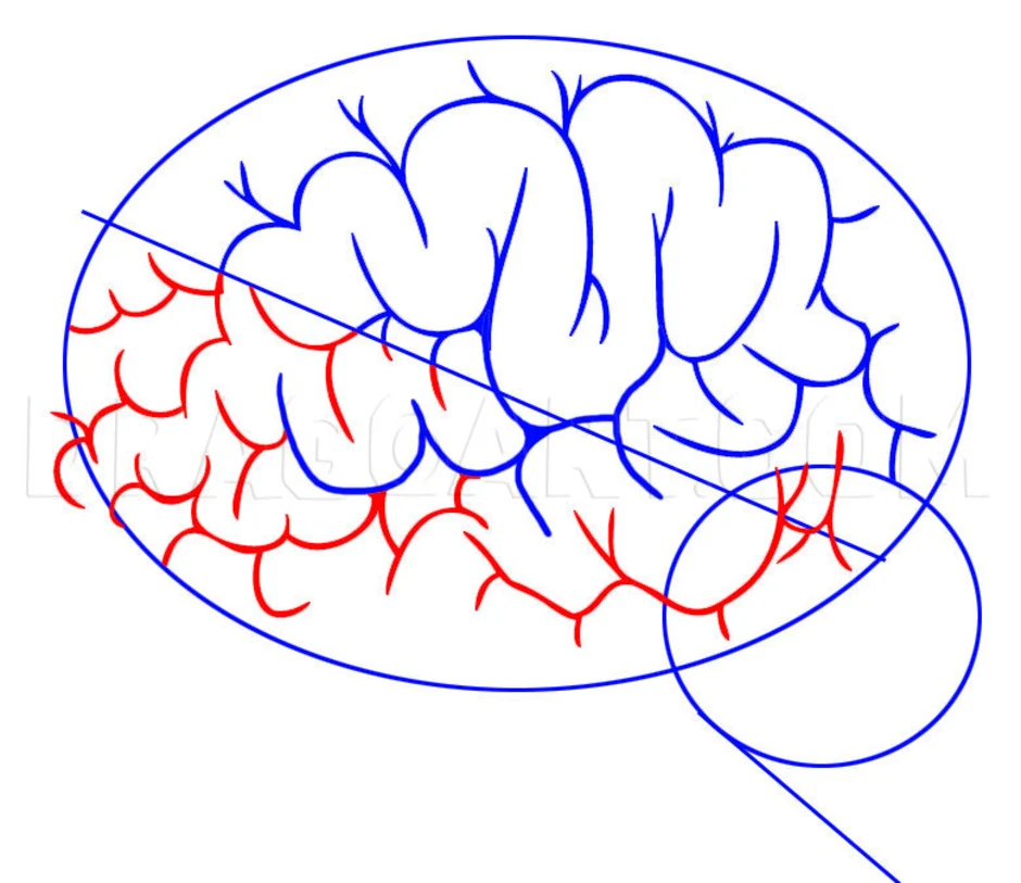 Brain 55. Поэтапное рисование мозга. Мозг рисунок поэтапно. Головной мозг поэтапный рисунок. Мозги рисунок простой.